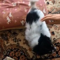 喜ぶちーちゃん