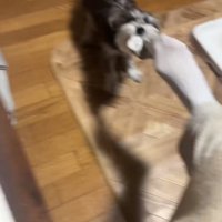 靴下を取ろうとする犬