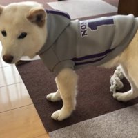 ちょっぴり恨めしそうにチラ見