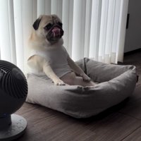 鼻を舐めながら座る犬