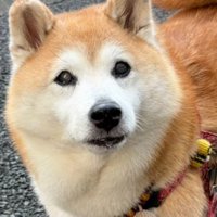 絶望の顔にクスッ