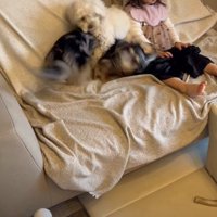 楽しそうにワンプロする2匹