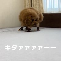 慎重に前へ進む犬
