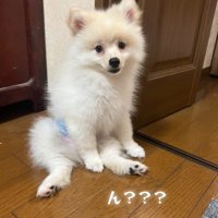 ラテくんのビフォーアフター4