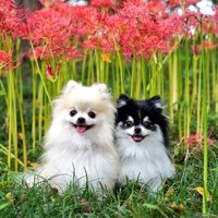 ニコニコ