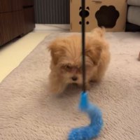 爆走するのえるちゃん