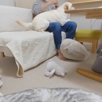 無視してパパさんに甘え始めました！