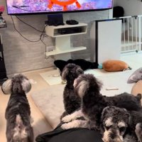 犬の番組が始まると…