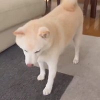 ボールを落とす銀くん