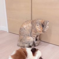 赤ちゃん犬と猫のふれあい4