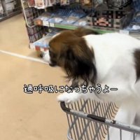 カートから前のめりになる犬