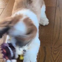 おもちゃを振り回す
