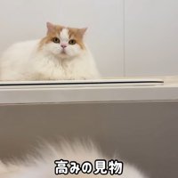 見守るレモンさん
