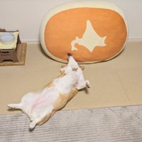 まるで日本地図！？