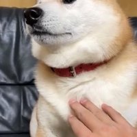 撫でられても無反応な犬