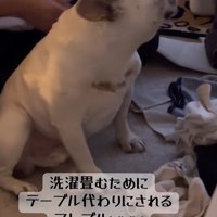 洗濯物を畳む飼い主と小型犬