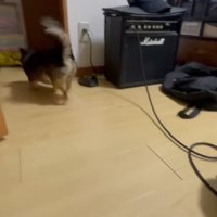 走り去る小型犬