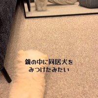 鏡を見る犬