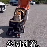 カートに乗ってお散歩スタート