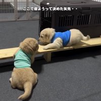 木の枠の上で向かい合う子犬たち