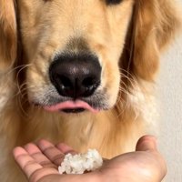 口元をすぼめてつぶやいていそうな犬