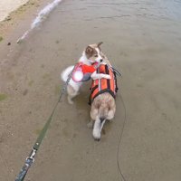 子猫たちとの出会い