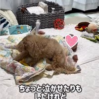 赤ちゃんの上に乗る犬