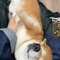 嬉しそうなコムギックスさん