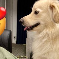 絶対に観せない