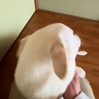 ヒコーキ耳のチム2くん