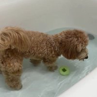 お湯を飲んで減らしてみる！？