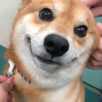 笑っているようなれお君