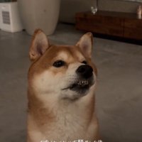 飼い主の目の前に座る犬