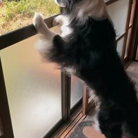 窓に前足をついて外を眺める犬