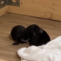 相手を枕にする赤ちゃん犬