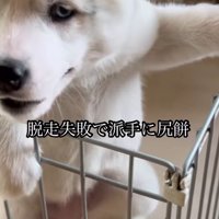 ケージから脱走を試みる