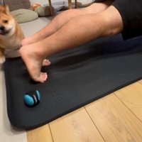 足でブロックされてぎょっとする犬