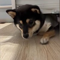 隙間に入ろうとする千幸ちゃん⑩