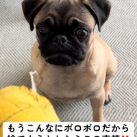 悲しそうな表情の犬