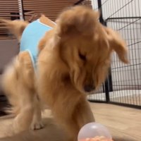 床を掘り始める福ちゃん