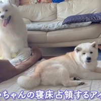 穏やかに暮らしてます