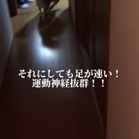 追いかける柴犬