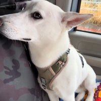 車のワイパーに視線を向ける犬
