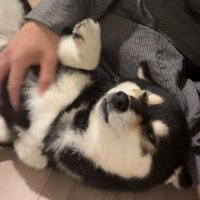 人に寄り添って寝転ぶ犬
