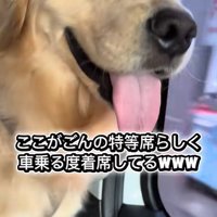 満足そうなごん君