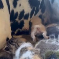 わんこを母と慕う子猫たち