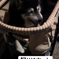 帰り道はカートだよ