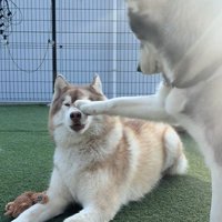 茶々丸くんとお友達