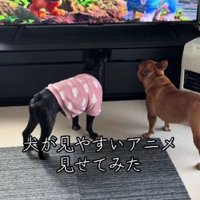 一緒にテレビを観ることも