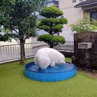 雨も気にしないミントくん
